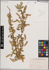 Foto von Salix excelsa S. G. Gmel.